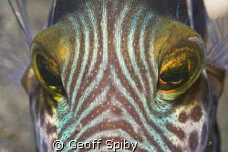 ZEBRA?FISH by Geoff Spiby 